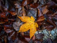 Gelbes Berg-Ahorn Blatt auf nassen Buchenblättern